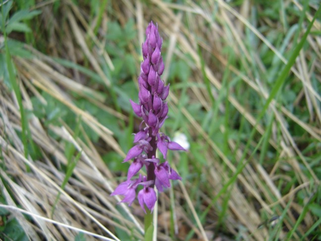 Orchis mascula ?